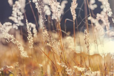 Güneşli sonbahar çayırı. Doğal arkaplan.