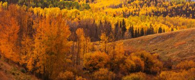Colorado, ABD 'de renkli bir sonbahar. Sonbahar sezonu.
