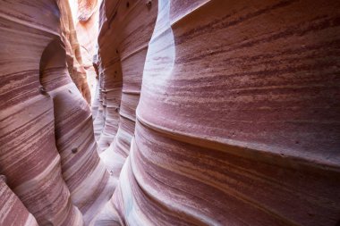 Utah, ABD 'deki Grand Staircase Escalante Ulusal Parkı' ndaki Slot Kanyonu. Utah çöllerindeki alışılmadık renkli kumtaşı oluşumları yürüyüşçüler için popülerdir. Canlı mercan tonu.
