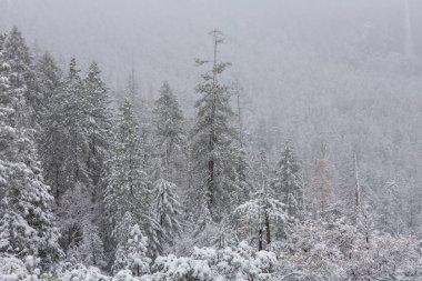 Kış mevsiminde karla kaplı orman manzarası. Noel arkaplanı için iyi.