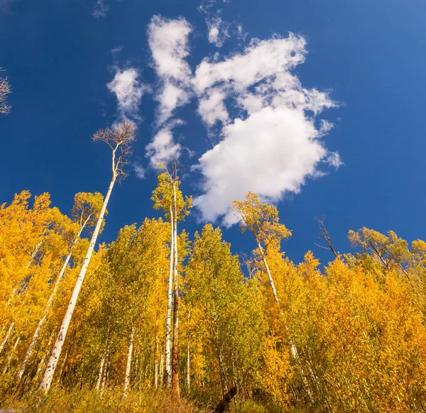Kolorowe Słoneczne Sceny Leśne Sezonie Jesiennym Żółtymi Drzewami Jasny Dzień — Zdjęcie stockowe