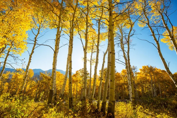 Colorida Escena Bosque Soleado Temporada Otoño Con Árboles Amarillos Día —  Fotos de Stock