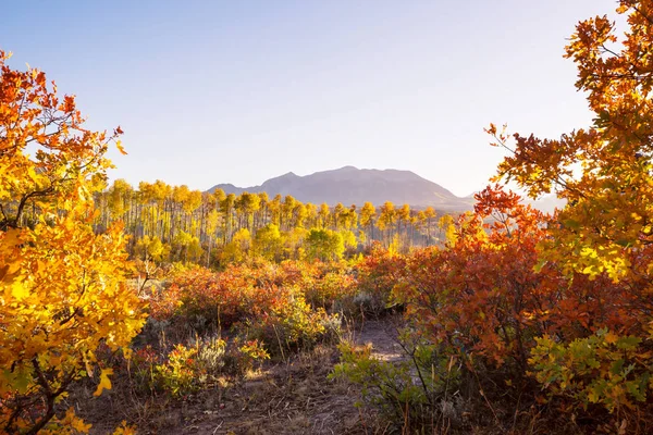 コロラド州 アメリカ合衆国でカラフルな黄色の秋 — ストック写真