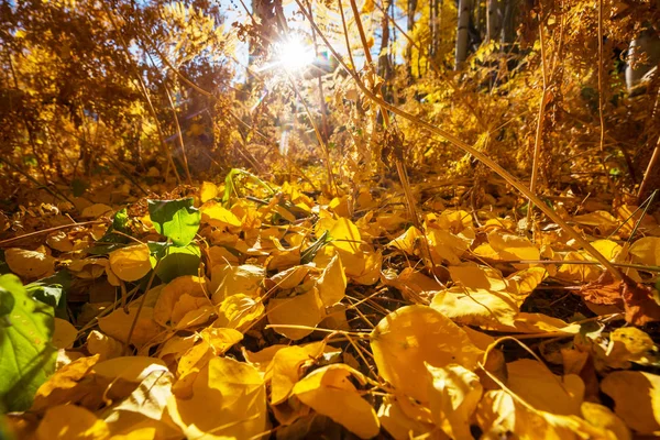 Feuilles Jaunes Colorées Automne Gros Plan Convient Pour Image Fond — Photo