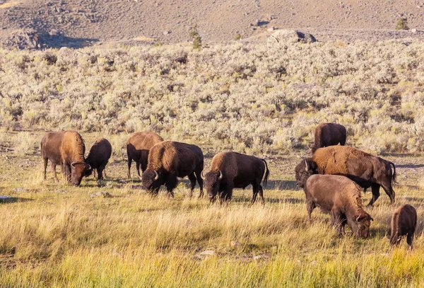 Yellowstone Ulusal Parkı Ndaki Wild Buffalo Abd — Stok fotoğraf