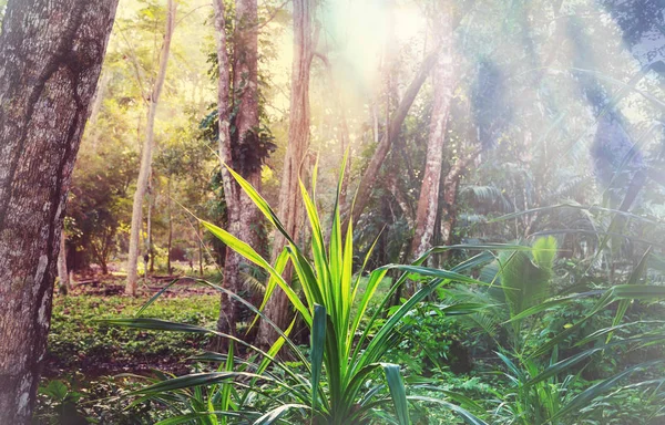 Όμορφη Πράσινη Τροπική Ζούγκλα Για Φυσικό Υπόβαθρο — Φωτογραφία Αρχείου