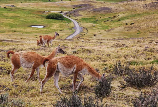 Wild Guanaco Lama Guanicoe Στο Λιβάδι Patagonia Χιλή Νότια Αμερική — Φωτογραφία Αρχείου