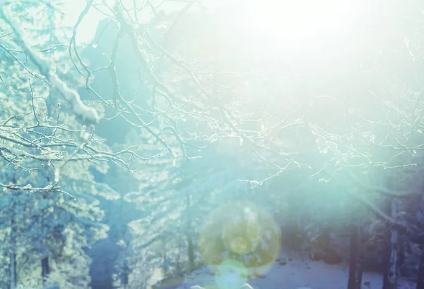 Besneeuwde Bomen Het Winterbos — Stockfoto