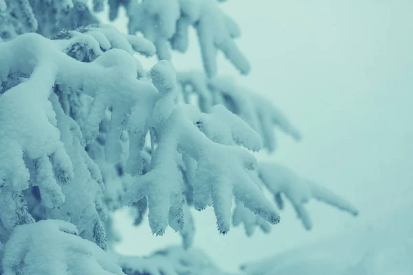 Kış Dönemi Kar Kozalaklı Ladin — Stok fotoğraf