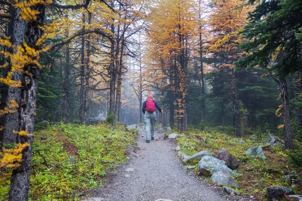 Wandelaar Canadese Bergen Wandelen Populaire Recreatie Activiteit Noord Amerika Zijn — Stockfoto