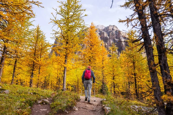 Caminhando Homem Nas Montanhas Canadenses Caminhada Atividade Recreação Popular América — Fotografia de Stock