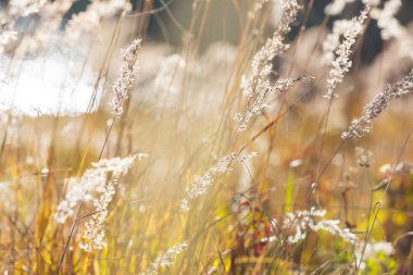 Güneşli sonbahar çayırı. Doğal arkaplan.