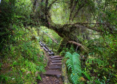 Yağmur ormanındaki dev ağaç. Pumalin Park, Carretera Austral, Şili 'deki güzel manzaralar..