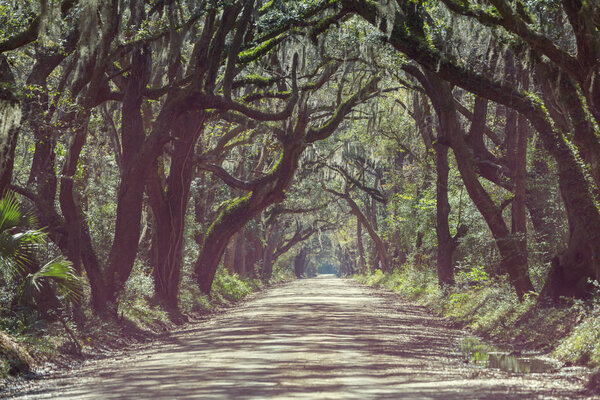 Misty trees alley in foggy weather.