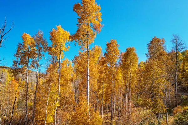 Autumn Scene Yellow Tones Fall Background — Stock Photo, Image