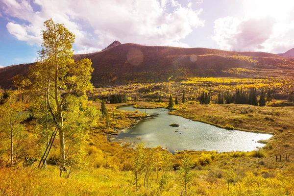 Automne Jaune Coloré Dans Colorado États Unis Saison Automne — Photo