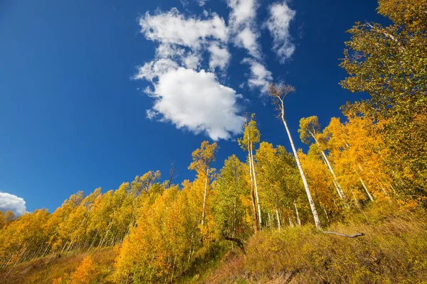 Autumn Scene Yellow Tones Fall Background — Stock Photo, Image