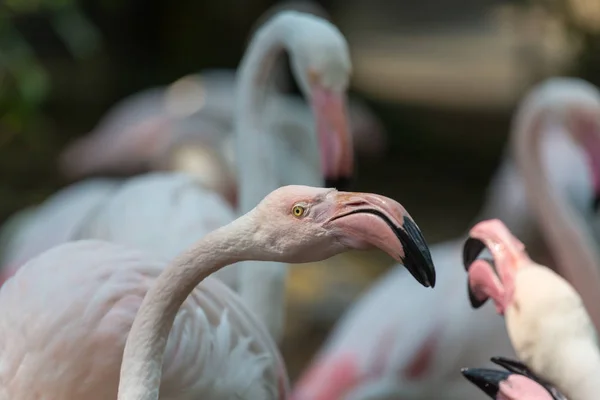 Flamingo Στο Περού Κοντά — Φωτογραφία Αρχείου