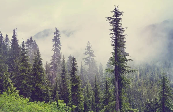 Foresta Magica Nebbiosa Bellissimi Paesaggi Naturali — Foto Stock