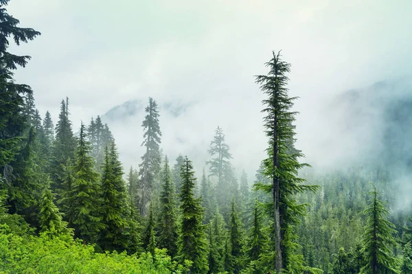 Magický Mlhavý Les Krásné Přírodní Krajiny — Stock fotografie