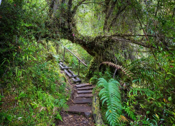 Árvore Gigante Floresta Tropical Lindas Paisagens Pumalin Park Carretera Austral — Fotografia de Stock