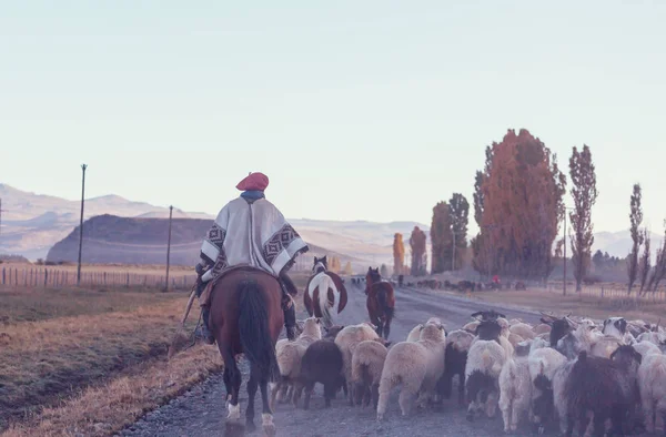 Gauchos Ahd Troupeau Chèvres Dans Les Montagnes Patagonie Argentine — Photo