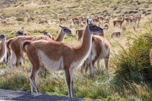 Wild Guanaco Guanicoe Láma Patagónia Prérin Chile Dél Amerika — Stock Fotó