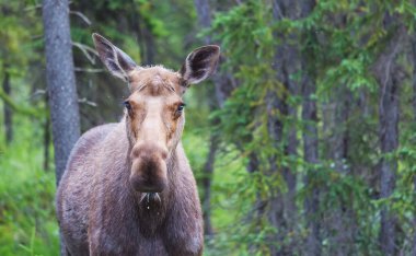 Geyik sonbahar ormanında. ABD 'de vahşi yaşam.