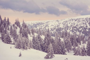 Kış mevsiminde karla kaplı orman manzarası. Noel arkaplanı için iyi.