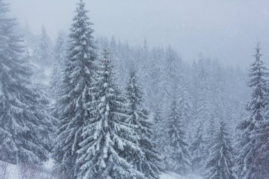 Kış mevsiminde karla kaplı orman manzarası. Noel arkaplanı için iyi.