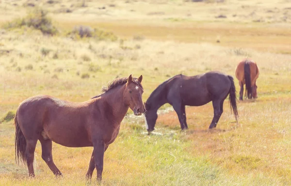 Troupeau Chevaux Pâturage Chili Amérique Sud — Photo