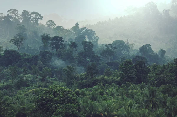 Красивые Зеленые Тропические Джунгли Естественного Фона — стоковое фото