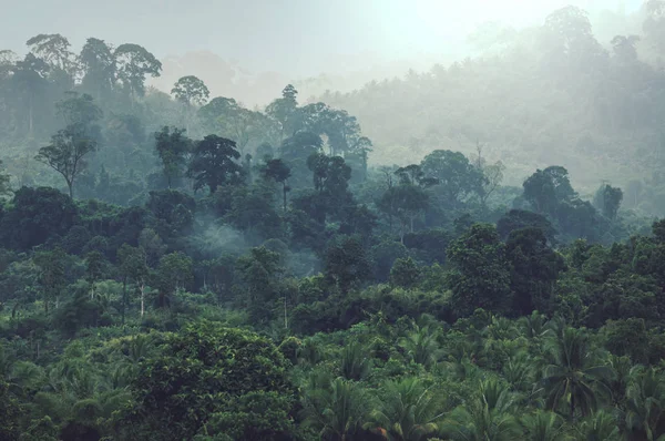 Hermosa Selva Tropical Verde Para Fondo Natural —  Fotos de Stock