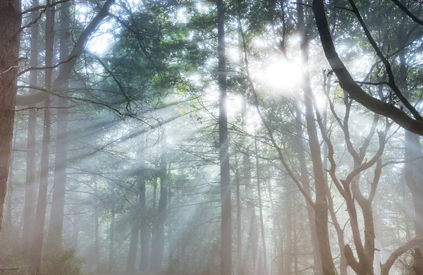 Ηλιαχτίδες Καθαρή Μέρα Στο Καταπράσινο Δάσος — Φωτογραφία Αρχείου