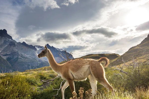 Wunderschöne Berglandschaften Torres Del Paine Nationalpark Chile Weltberühmtes Wandergebiet — Stockfoto