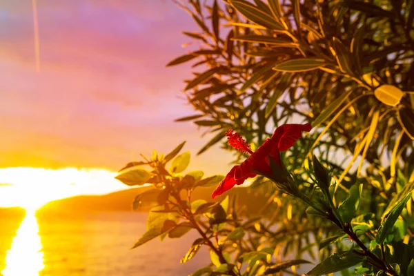 Fantastic Tropical Sunset Flowers Garden — Stock Photo, Image
