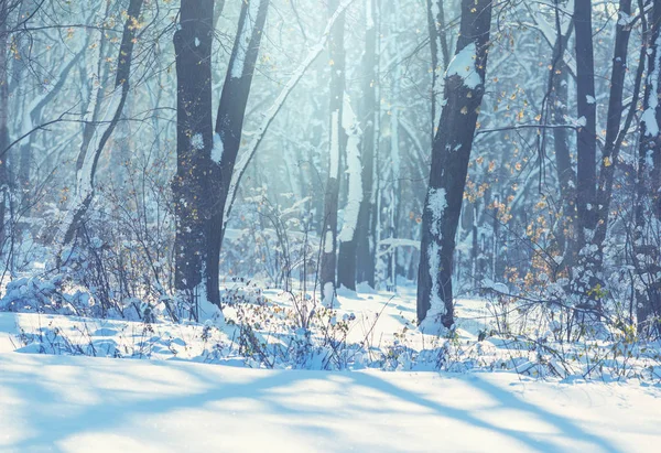 Téli Évszakban Hófödte Erdő Karácsonyi Háttér — Stock Fotó