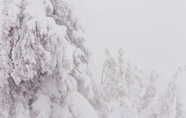 Malerischer Schneebedeckter Wald Der Wintersaison Gut Für Den Weihnachtlichen Hintergrund — Stockfoto