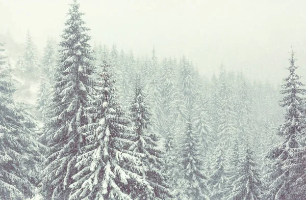 Forêt Couverte Neige Hiver Bon Pour Fond Noël — Photo