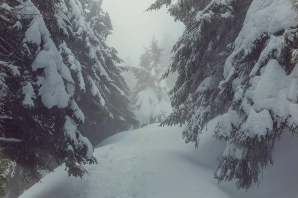 Malerischer Schneebedeckter Wald Der Wintersaison Gut Für Den Weihnachtlichen Hintergrund — Stockfoto