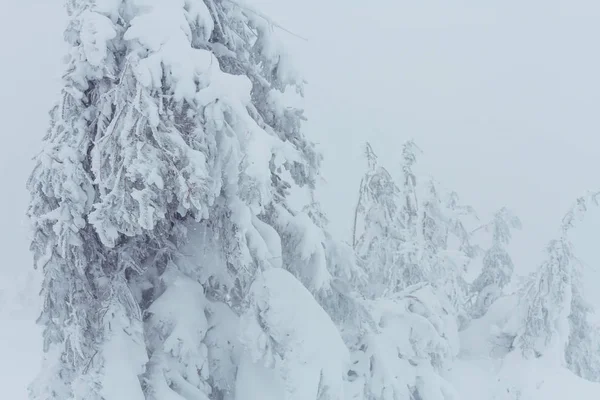 冬季的风景雪地森林 圣诞节背景不错 — 图库照片