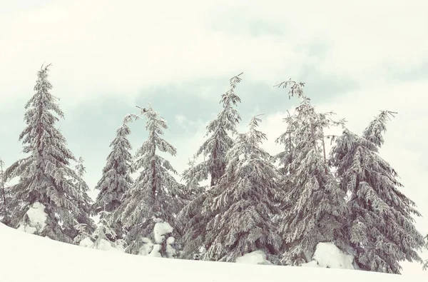 Scenic Besneeuwde Bos Winter Seizoen Goed Voor Kerst Achtergrond — Stockfoto