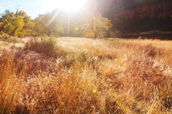 Prato Soleggiato Autunno Sfondo Naturale — Foto Stock