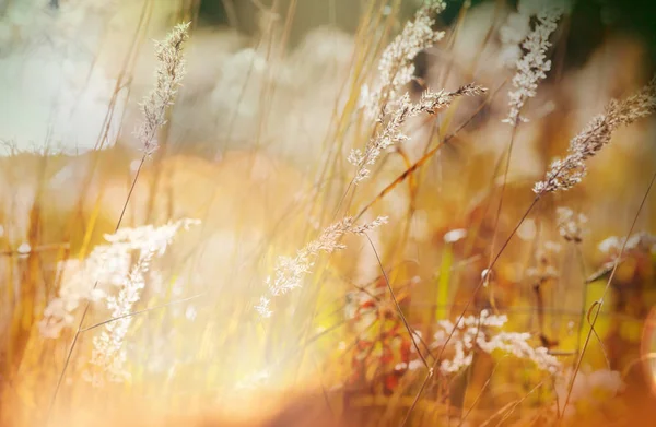 Prato Soleggiato Autunno Sfondo Naturale — Foto Stock