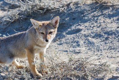 Güney Amerika gri tilkisi (Lycalopex griseus), Patagonya dağlarındaki Patagonya tilkisi.