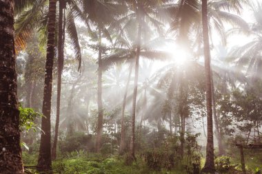 Tropik sahilde Yeşil Palmiyeler