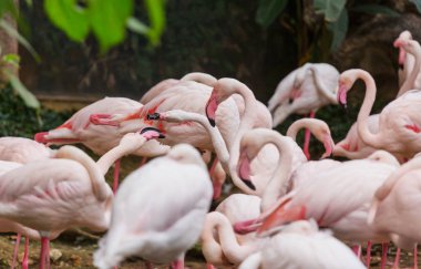 Güzel pembe flamingo. Yaklaş.