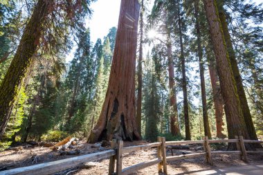 Yaz mevsiminde Sequoias Ormanı