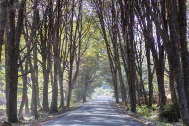 Yeşil ağaçlar tüneli. Doğal arkaplan.
