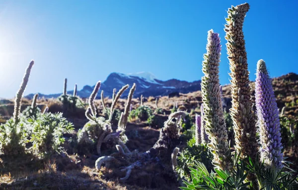 Beautiful Flowers Cordillera Huayhuash Mountains Peru South America — Stock Photo, Image